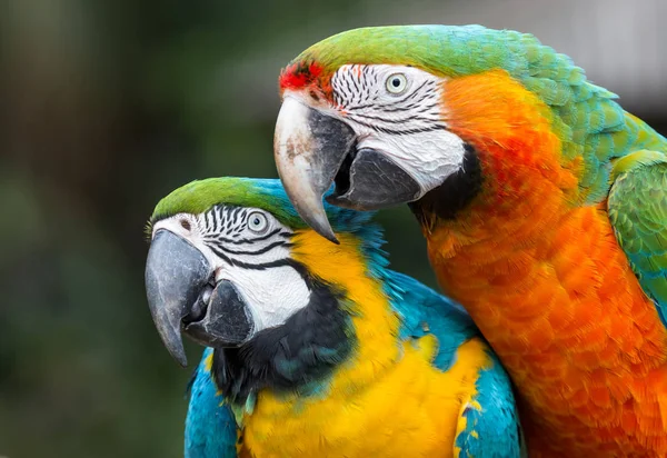 Hübsche Ara-Papageien mit bunten Federn Stockbild