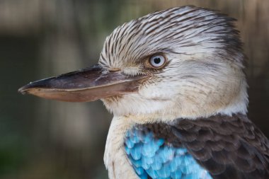 Blue winged kookaburra bird with intense look clipart