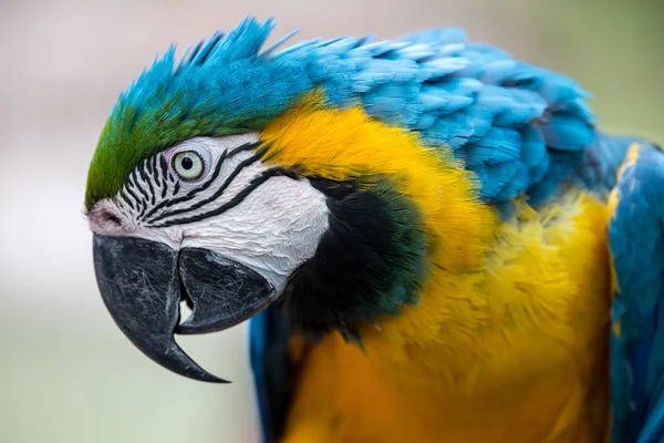 Papoušek Macaw s velkým zobákem a krásným peřím — Stock fotografie