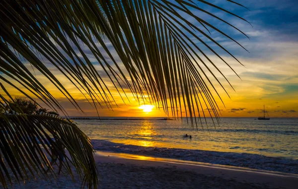 Coucher de soleil côtier dans les Caraïbes avec feuille de palmier Images De Stock Libres De Droits