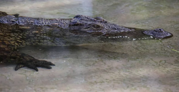 Молодой нильский крокодил на мелководье — стоковое фото
