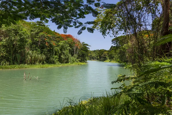 Tropical Jungle and River in Jamaica — Stock Photo, Image