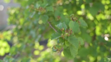 Brunch rüzgarda hareket alıç