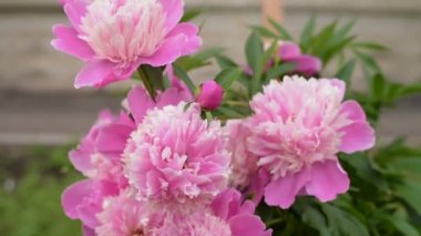 Açık havada bir yaz gününde pembe şakayık