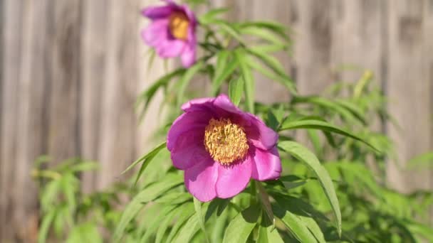 Rózsaszín virág a kertben, egy napsütéses napon — Stock videók