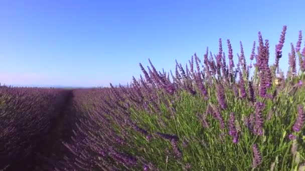Lavendelfeld in der Provence, in der Nähe von Valensole, Frankreich 
