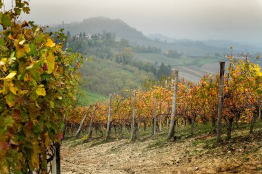 Barolo şarap bölgesi, Langhe, Piedmont, İtalya
