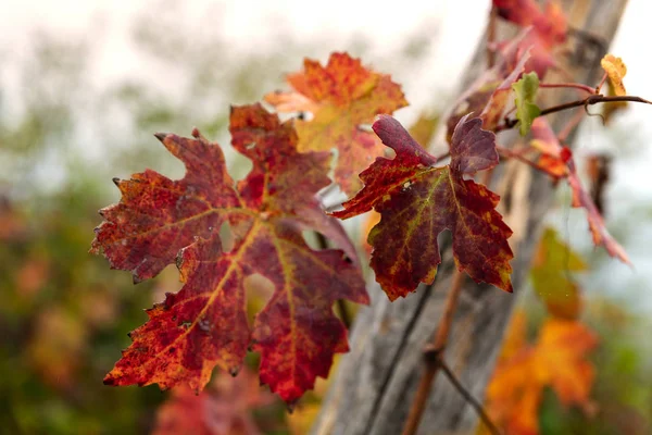 Close Landscape Barolo Wine Region — Stock Photo, Image