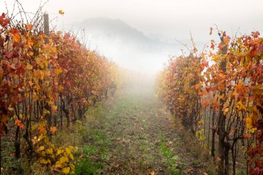 Barolo şarap bölgesi, Langhe, Piedmont, İtalya