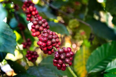Bunches of organic ripe and ripening beans in coffee plant ready for harvest in a farm in Kerala, India - Image clipart