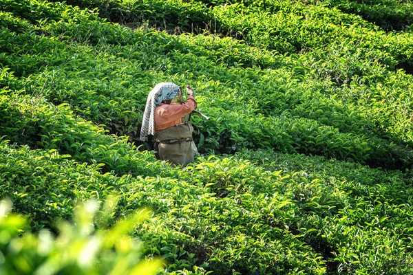 Женщина Собирающая Чайные Листья Чайной Плантации Муннар Наиболее Известен Чайная — стоковое фото