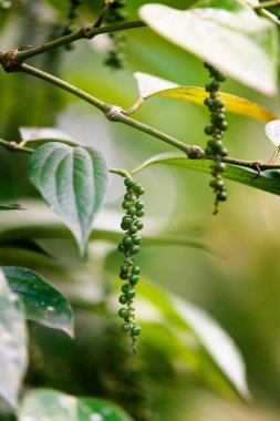 Beyaz arka plan üzerinde - görüntü izole taze yeşil peppercorns demetleri
