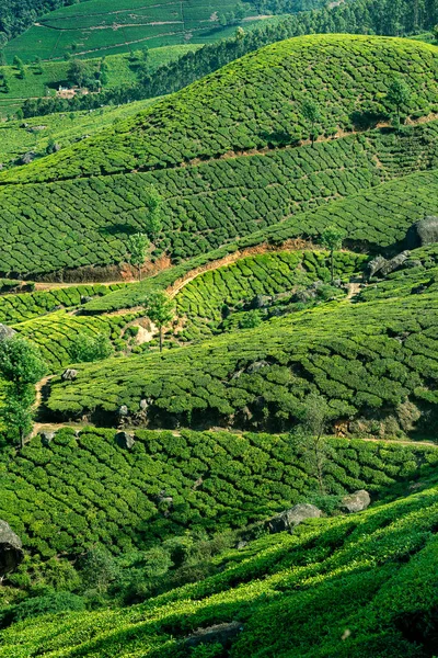 Φυτείες Τσαγιού Κοντά Munnar Κεράλα Ινδία Εικόνα — Φωτογραφία Αρχείου