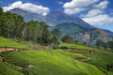 Munnar, Kerala, Hindistan - görüntü yakınındaki çay tarlaları