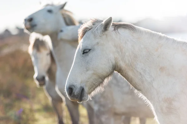 Gruppo Cavalli Bianchi Camargue Francia Vicino Les Salines Villeneuves Maguelone — Foto Stock