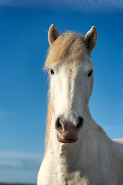 Witte paard in camargue — Stockfoto