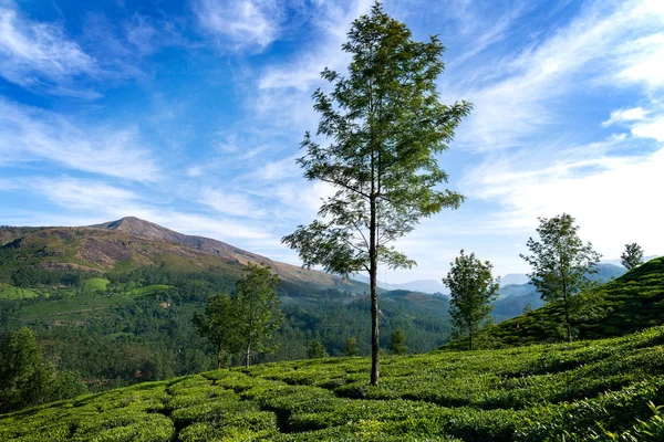 Hills and tee plantations in Kerala — Stock Photo, Image