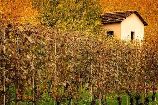 Paesaggio della regione vinicola del Barolo — Foto Stock