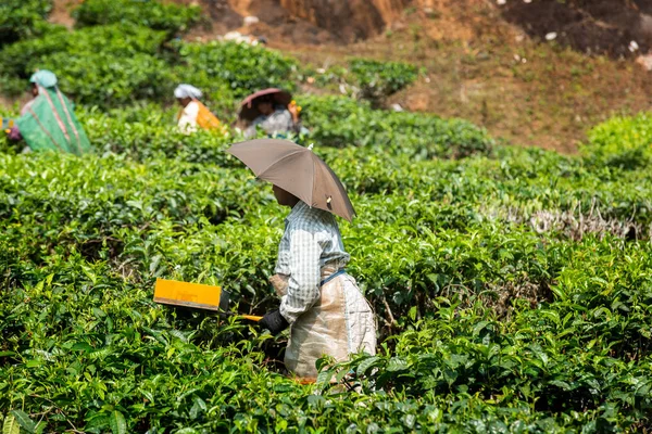 Çay tarlasında peaking çay 
