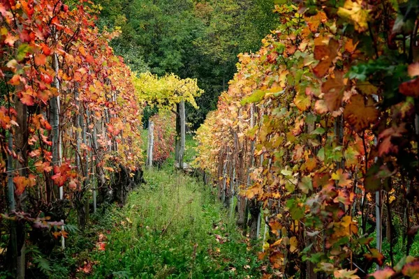 Τοπίο της περιοχής Barolo κρασιού — Φωτογραφία Αρχείου