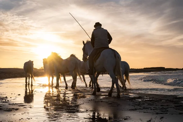 Konie w Camargue — Zdjęcie stockowe