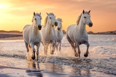 Camargue, Fransa'da beyaz atlar.