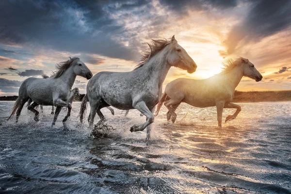 Cavalli bianchi in Camargue, Francia . — Foto Stock