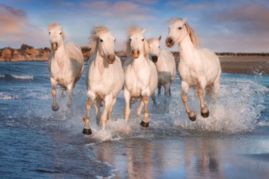 Camargue, Fransa'da beyaz atlar.
