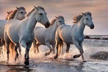 Camargue, Fransa'da beyaz atlar.