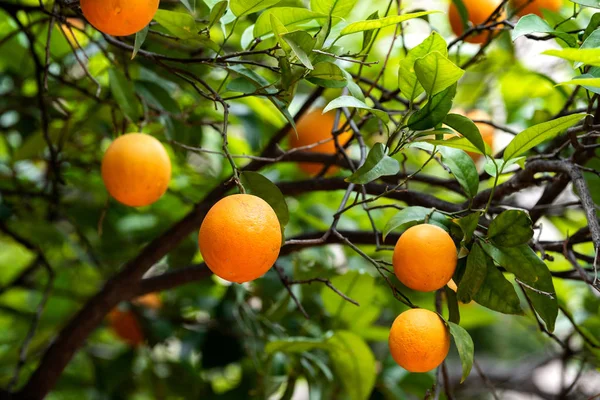 Orange fruit on the trees — Stock Photo, Image
