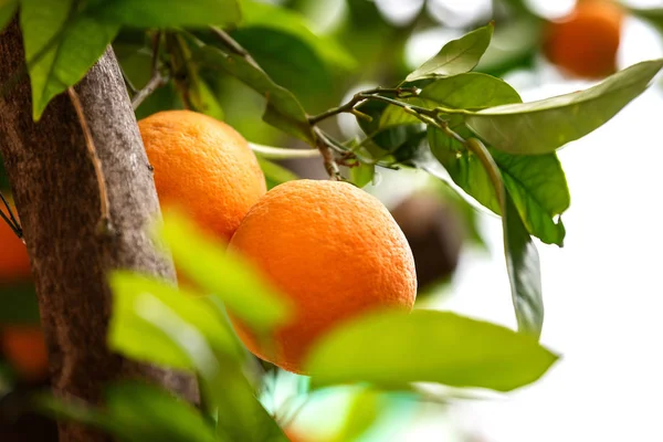 Fruits orange sur les arbres — Photo