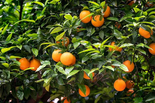 Owoce pomarańczy na drzewach — Zdjęcie stockowe