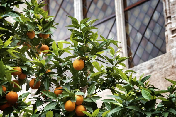 Apelsinfrukt på träden — Stockfoto