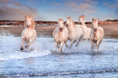 Camargue, Fransa'da beyaz atlar.
