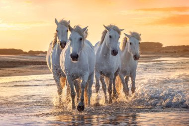 Camargue, Fransa'da beyaz atlar.