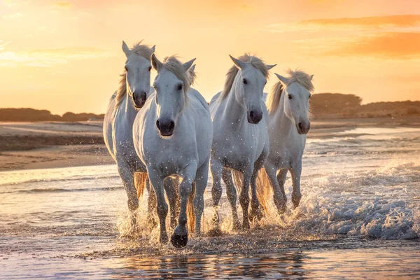 Białe konie w Camargue, Francja. — Zdjęcie stockowe