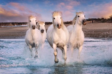 Camargue, Fransa'da beyaz atlar.