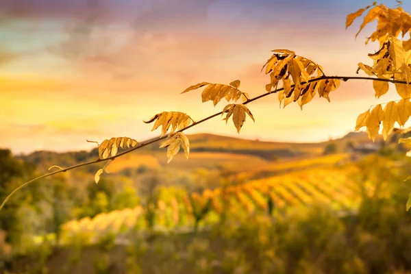 秋天和葡萄酒酒 — 图库照片