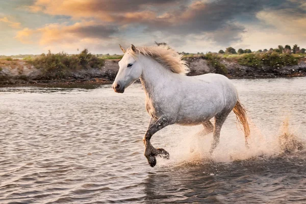 Cavalos Brancos Estão Correndo Água Todo Mar Camargue França — Fotografia de Stock