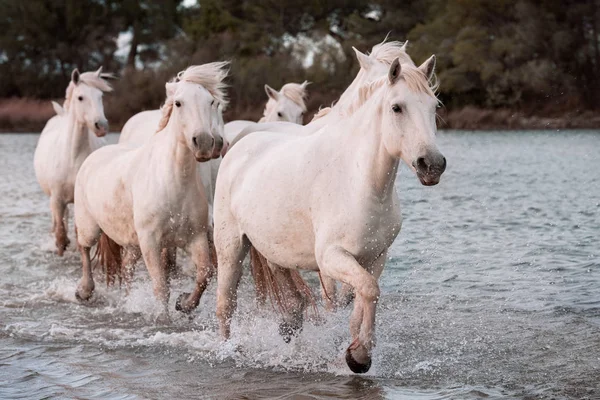 Cavalli bianchi in Camargue, Francia . — Foto Stock