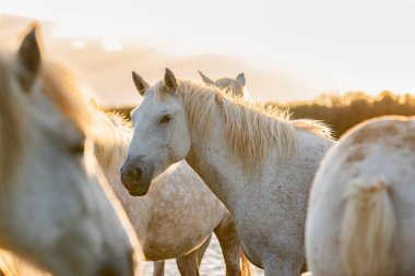 Camargue, Fransa'da beyaz atlar.