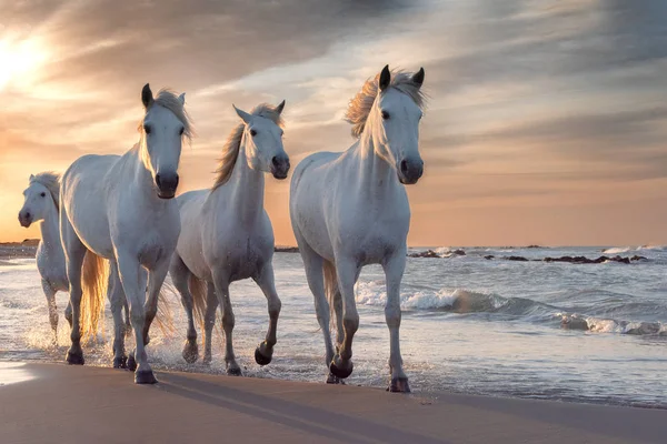 Witte paarden in Camargue (Frankrijk). — Stockfoto