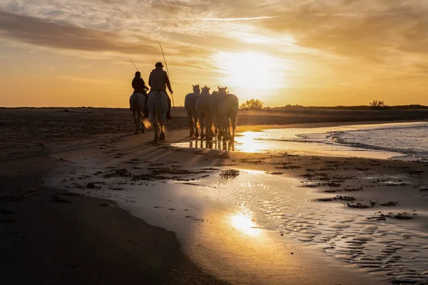 Hästar i Camargue — Stockfoto