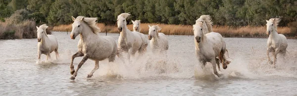 White horses in Camargue, France. — Stock Photo, Image