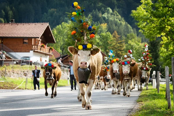 Charmey Fribourg Suisse Septembre 2019 Exploitants Avec Troupeau Vaches Transhumance — Photo