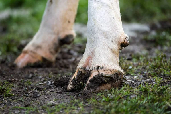 Pés de vaca no quintal — Fotografia de Stock