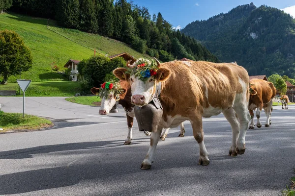 Événement de transhumance à Charmey — Photo