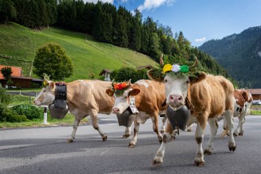 Charmey yaylacılıktan olay