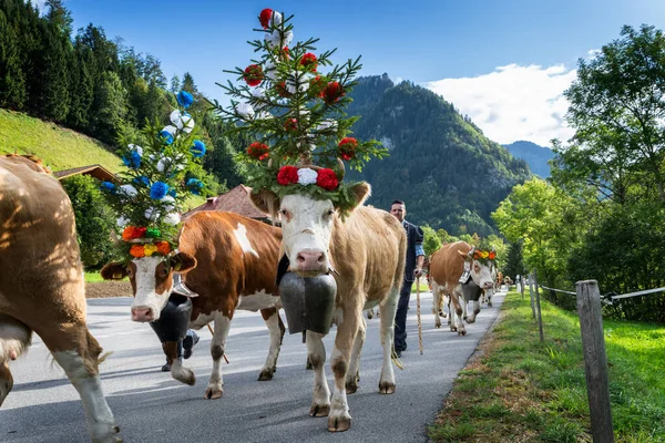 Transhumance event in Charmey — Stock Photo, Image