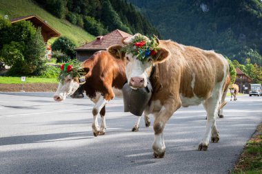 cows on the annual transhumance at Charmey near Gruyeres, Fribourg zone on the Swiss alps clipart